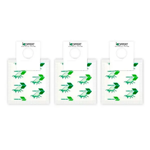 20 sobres Amblyseius Swirskii 250 (Trip, Mosca Blanca, Acaros) Caja